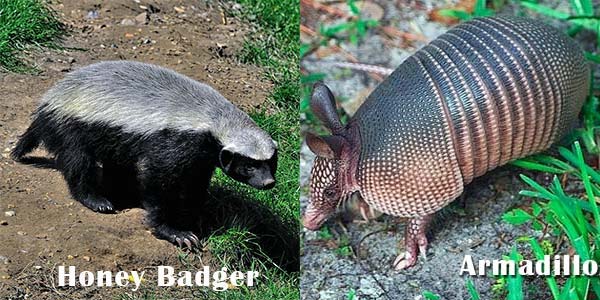 Honey Badger dan Armadillo