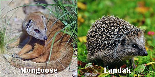 Mongoose dan Landak