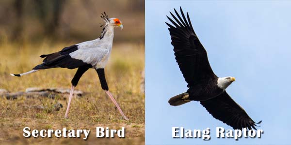 Secretary Bird dan Elang Raptor