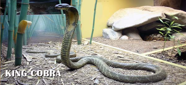 King cobra