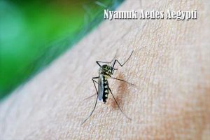 nyamuk Aedes Aegypti