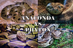 Ular Anaconda dan Phyton