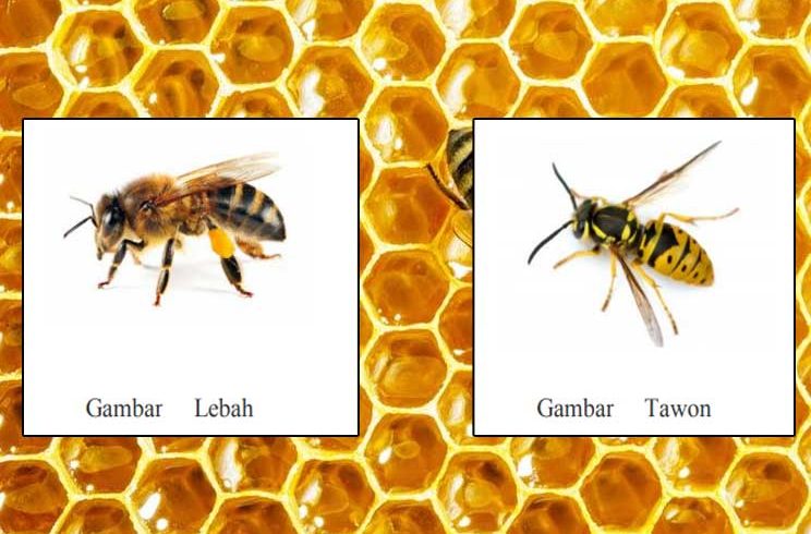 Perbedaan Tawon dan Lebah