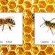 Perbedaan Tawon dan Lebah