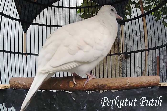 Perkutut Putih