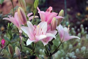 Bunga Lili (Lilium Candidum)