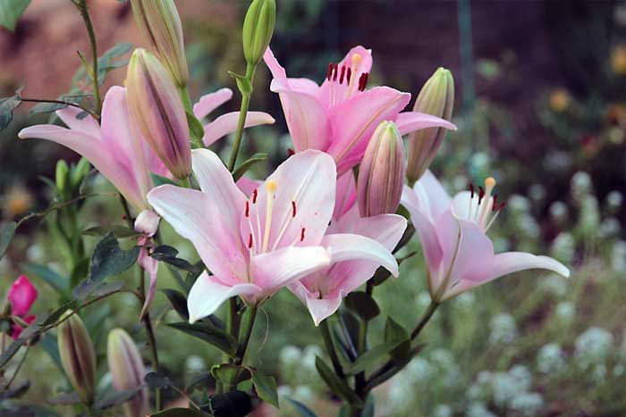 Bunga Lili (Lilium Candidum)