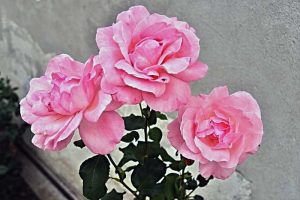 Bunga Mawar (Rose)