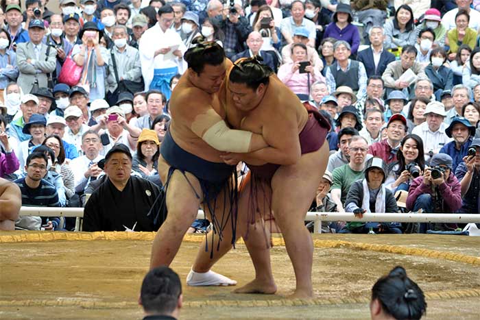 Fakta Menarik Tentang Sumo