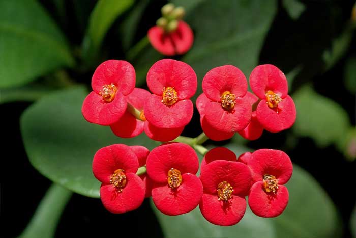 Euphorbia Bunga Delapan Dewa