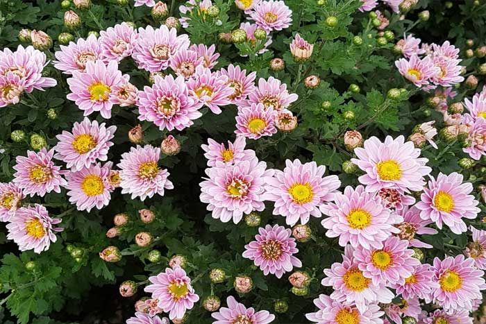 Bunga Aster