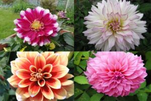 Bunga Dahlia (Dahlia Pinnata Cav.)