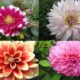 Bunga Dahlia (Dahlia Pinnata Cav.)