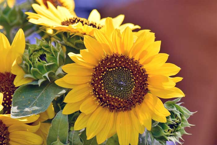 Bunga Matahari (Helianthus annuus)