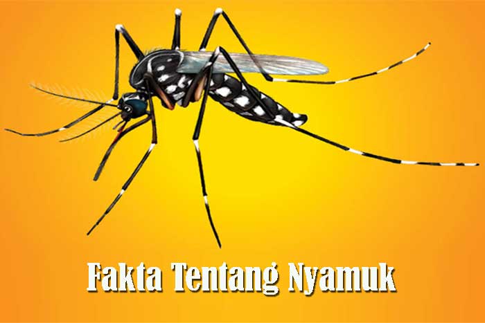 Fakta Tentang Nyamuk