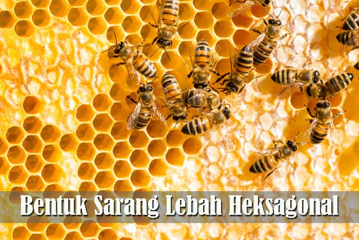 Bentuk Sarang Lebah Heksagonal