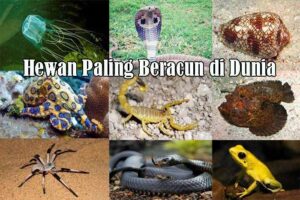 Hewan Paling Beracun di Dunia