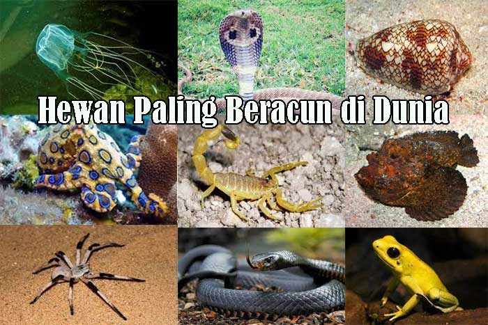 Hewan Paling Beracun di Dunia