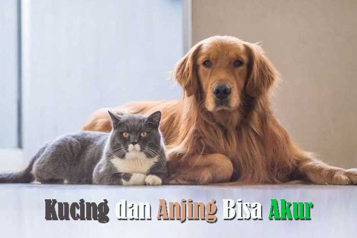 Kucing dan Anjing Tidak Bisa Akur
