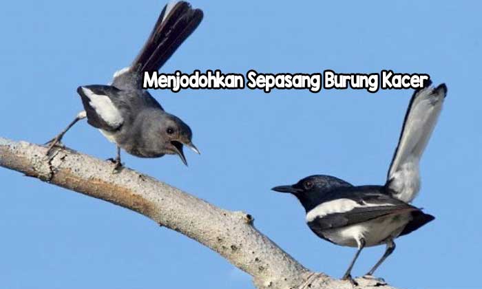 Menjodohkan Sepasang Burung Kacer